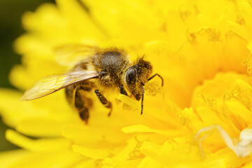 Close-up of a bee on a yellow dandelion flower macro shot