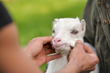 White little goat and human hands holding the goat's cheeks