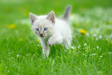Naklejka na ściany i meble Portrait of a cute kitten walking on green grass