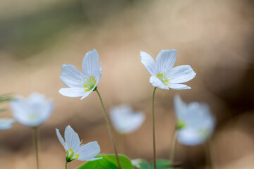 Kwiaty szczawika zajęczego kwitnące na skraju lasu