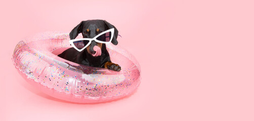 Portrait puppy dog summer inside a pink inflatable ring licking its lips. Isolated on pastel...