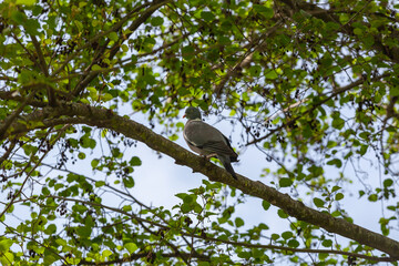 A plump woodpigeon, columba palumbus, sat on a branch in its natural environment in spring
