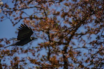 漆黒のカラス（ハシブトガラス）