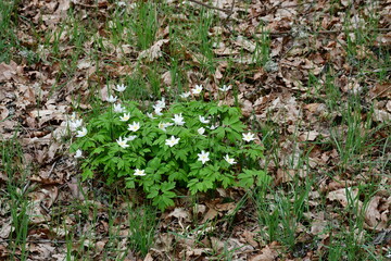 A close up on a bunch of white flowers growing in the middle of a lush forest and surrounded with grass, herbs, and other flora, spotted during a hike on a countryside in Poland