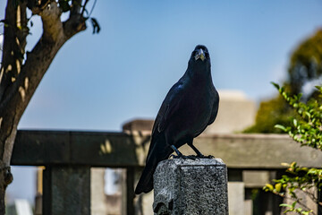 漆黒のカラス（ハシブトガラス）