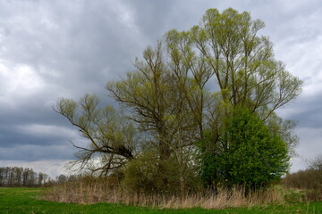 Fototapeta premium A close up on a set of trees growing in the middle of a lush field or meadow spotted in spring on a cloudy day right before a rainfall next to a long line of dry grass, shrubs, and other flora