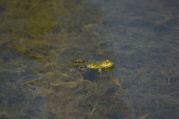Teichfrosch
