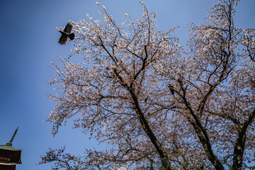 漆黒のカラス（ハシブトガラス）