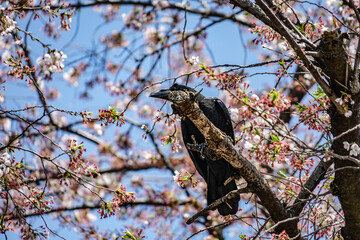 漆黒のカラス（ハシブトガラス）