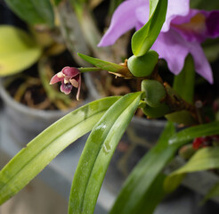 Mini orchid pink, purple yellow. Dwarf small size. Orchids flower bud. Rare variety spotted multi-colored.