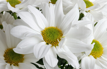 Obraz premium Chrysanthemum daisies in a pot on the windowsill
