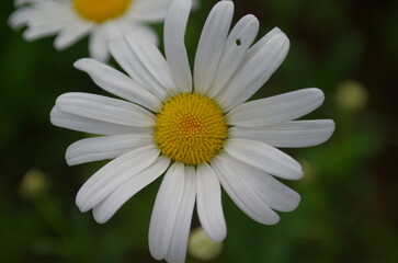 Obraz premium 小菊