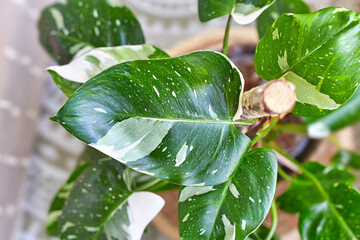 Beautiful leaf of tropical 'Philodendron White Princess' houseplant with white variegation with...