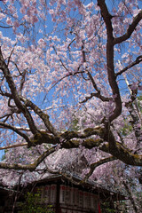 神社の美しい桜、京都、日本