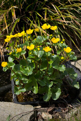 A popular decorative plant called Buttercup. Latin name Caltha. It grows in gardens and in the countryside.