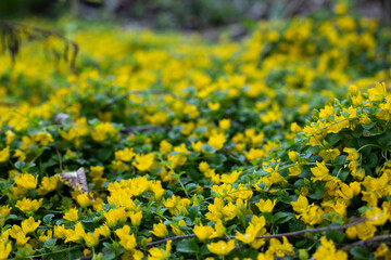 Fairy cover loosestrife moneywort close-up, beautiful lawn plant Lysimachia blossom with yellow flowers