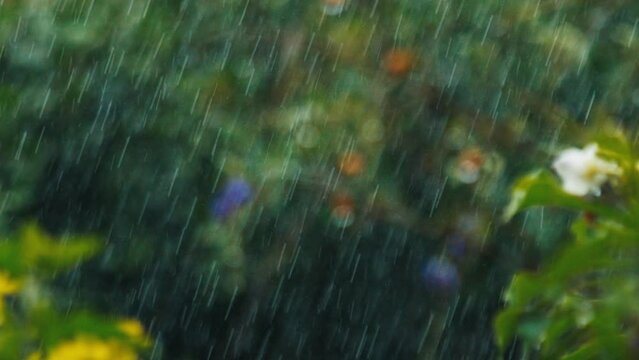 Tropical garden during the rain shower. Focus rack to the wet branch on the foreground