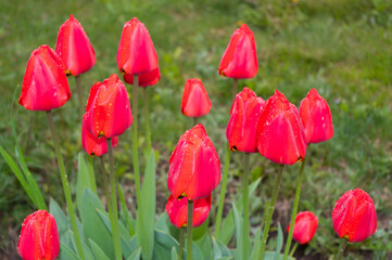 A popular decorative plant called Tulip. Latin name Tulipa.