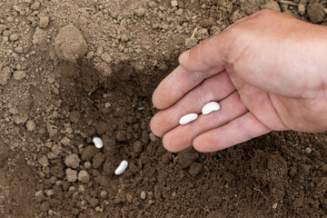 Man manually plants white beans in the ground.
