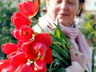 Red bright large tulips in the hands of an elderly woman on a natural background.
