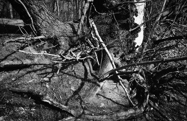 Creepy tree with twisted roots. Spooky background. Black and white. Grunge textures bacground