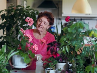Charming old woman grandmother in colorful clothes takes care of house plants at home.