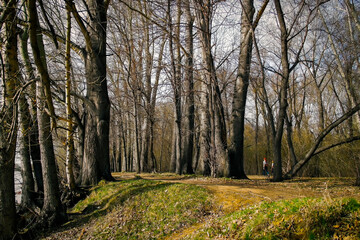 Leafless trees background. Spring. April. Forest. Grunge style. Big trees in forest grove. Irtysh River. SAMAL park, Ust-Kamenogorsk (kazakhstan)