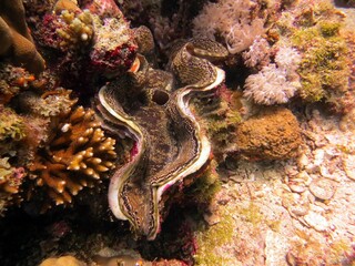 red sea colorful giant clam