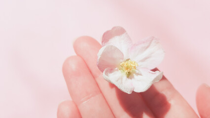 Beautiful white fresh flower of apple tree in female hand on pink table background
