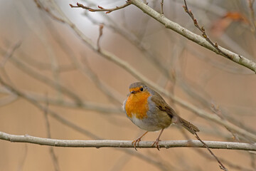  European redbreasted robin sitting on a twig, selective focus with bokeh background - Erithacus rubecula 