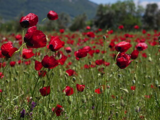 spring time flowers in nature