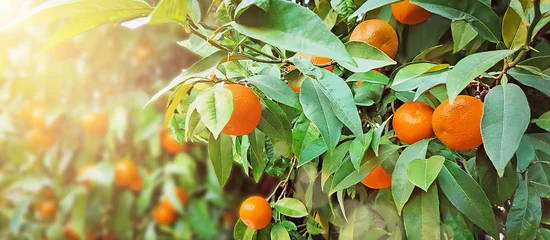 Selbstklebende Fototapeten Tangerine tree. Ripe mandarin hanging on branch. Healthy, juicy fruit growing in a sunny garden. Organic, citrus outdoors. Athens, Greece. Copy space. © MarKord