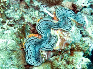 red sea colorful giant clam