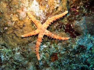 red sea starfish