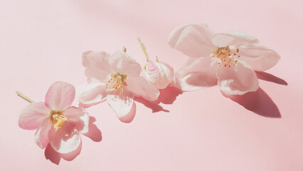 Beautiful fresh flowers of apple tree on pale pink table