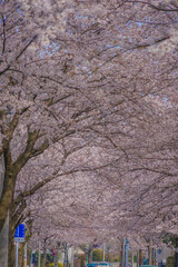 三鷹市大沢の桜