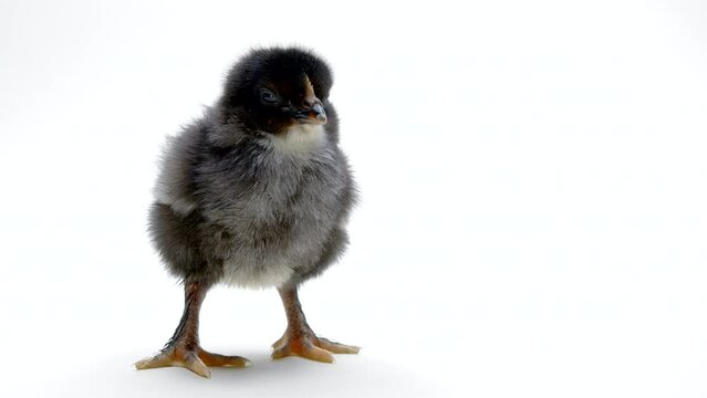 Tiny newborn black chicken chick on light white studio background. Concept of traditional easter bird, spring celebration. Isolated object, perfect for projects.