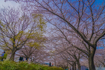 Obraz premium 三鷹市大沢の桜