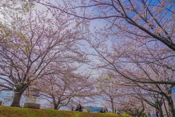 三鷹市大沢の桜