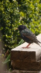 Colorful bird