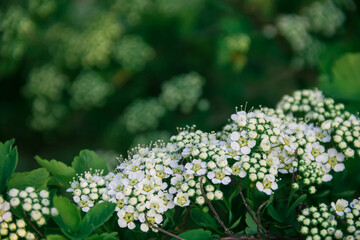 Spirea. White spirea flowers. Spring. Bloom. Photo of nature.