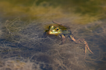 Lithobates clamitans - Green Frog - Grenouille verte