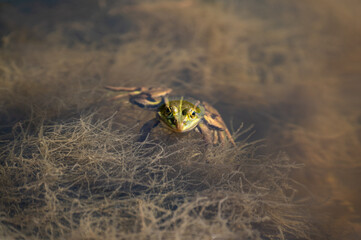 Lithobates clamitans - Green Frog - Grenouille verte