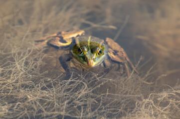 Lithobates clamitans - Green Frog - Grenouille verte