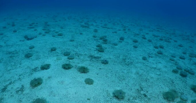 a big group of Cassiopea andromeda jellyfish underwateter on sandy ocean sea floor