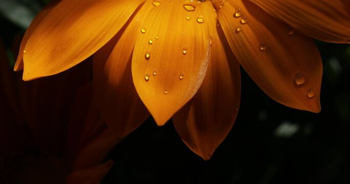 Gazania yellow flower closeup macro with water drops - Powered by Adobe