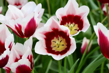 Naklejka premium Dark red and white tulips, close up