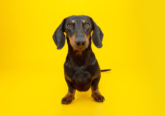 Portrait dachshund puppy dog looking at camera. Isolated on yellow background