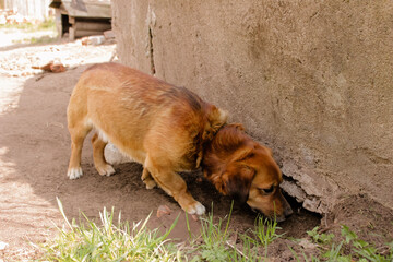 A dog stands on a hill and sniffs grass, found something, banner photo of interested dog