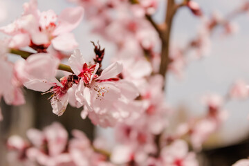 Close up of pink Spring blossom flowers on peach tree in springtime against a blue sky. Sized to fit popular social media and web banner.